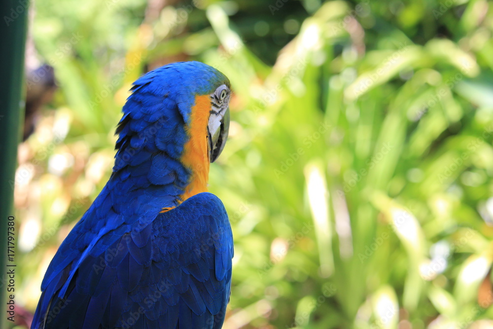 Obraz premium Araras