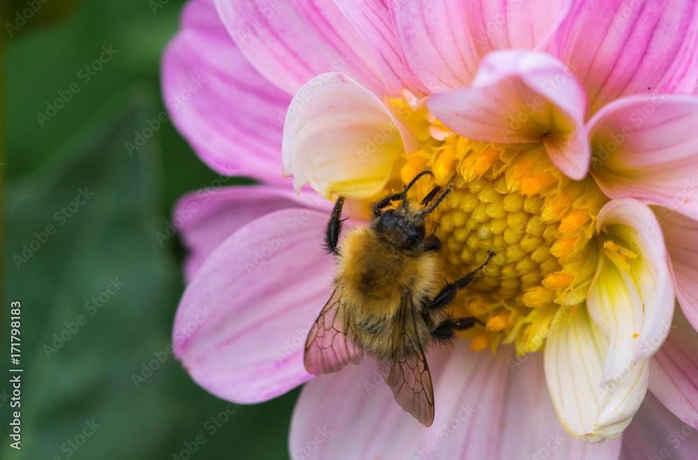 bee collecting nectar on beautiful flowers. bee collecting nectar on beautiful flowers.