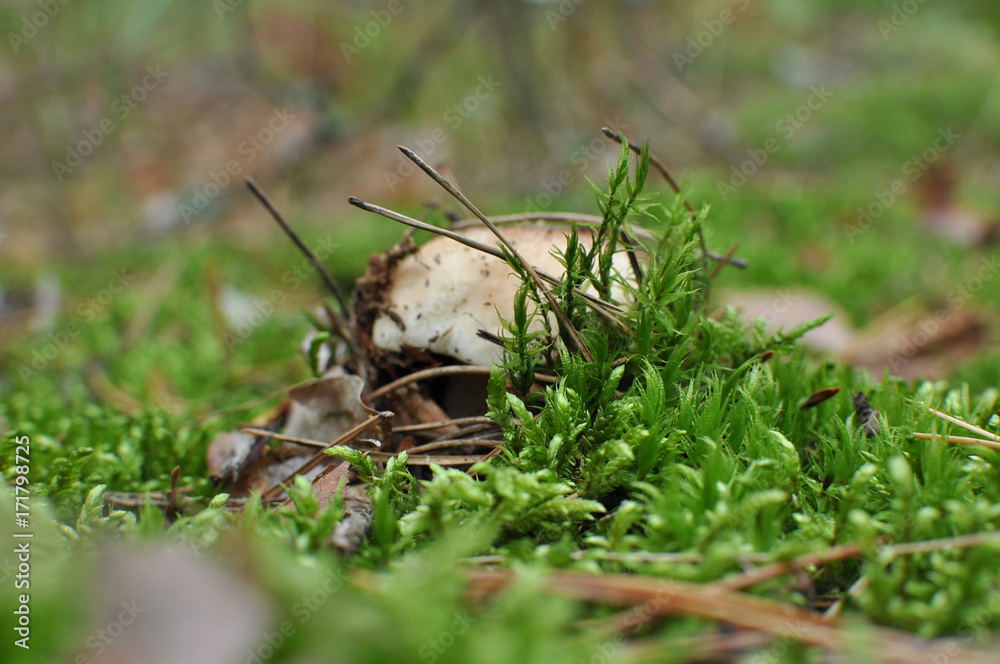 boletus edulis mushroom are hiding under leaves