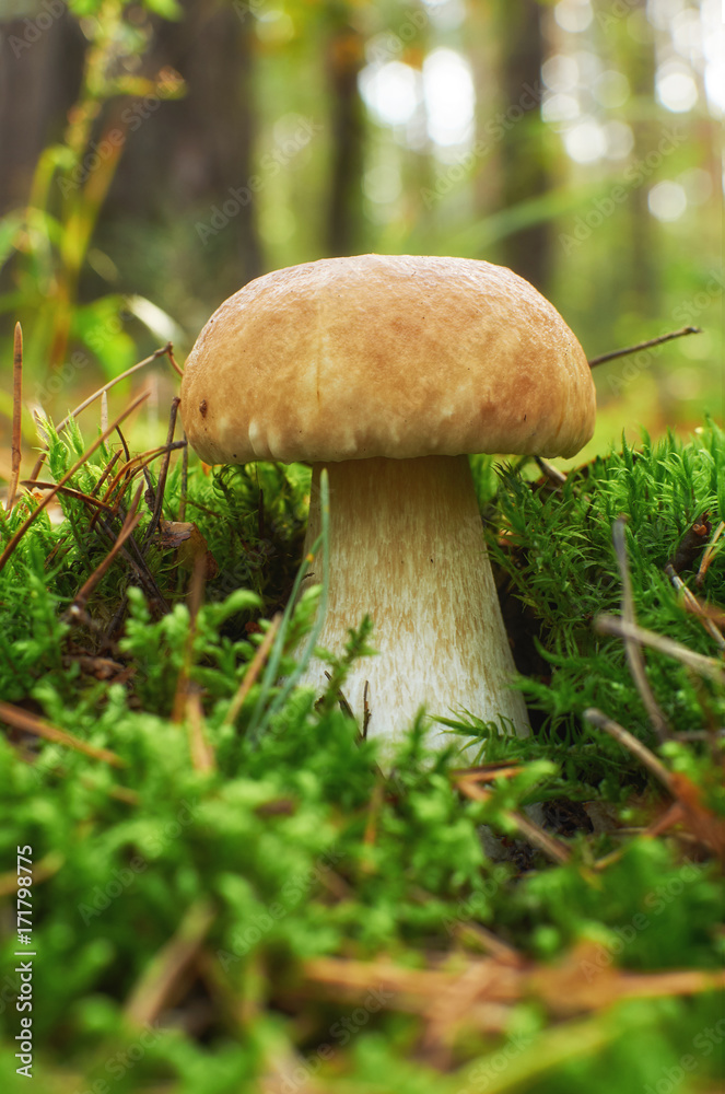 Young boletus edulis growing in moss Young boletus edulis growing in moss
