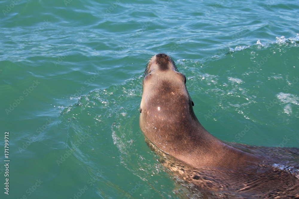 Obraz premium Leão Marinho