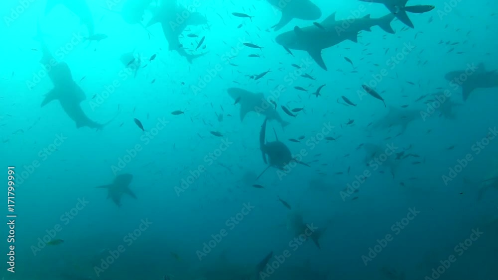Herd of sharks hunt in murky water, POV Herd of sharks hunt in murky water, POV