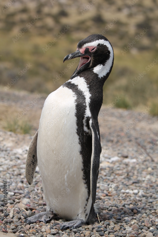 Fototapeta premium Pinguins