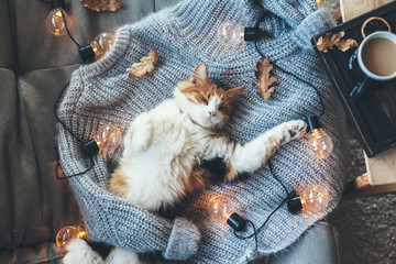 Lazy cat sleeping on woolen sweater