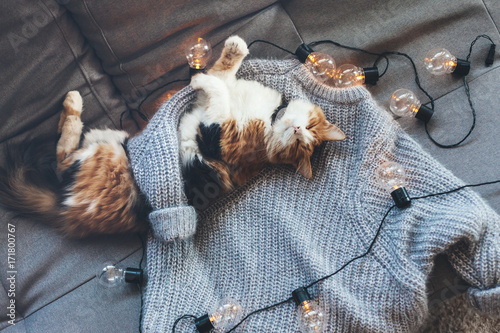 Lazy cat sleeping on woolen sweater