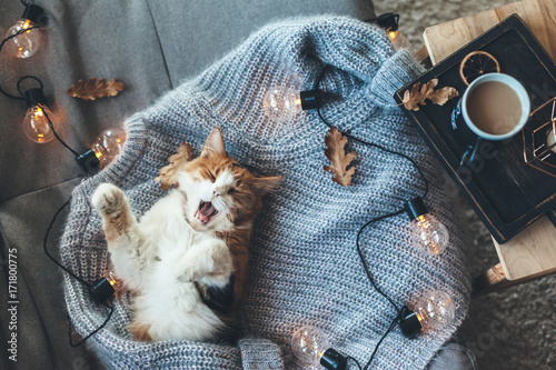 Fototapeta Naklejka Na Ścianę i Meble -  Lazy cat sleeping on woolen sweater
