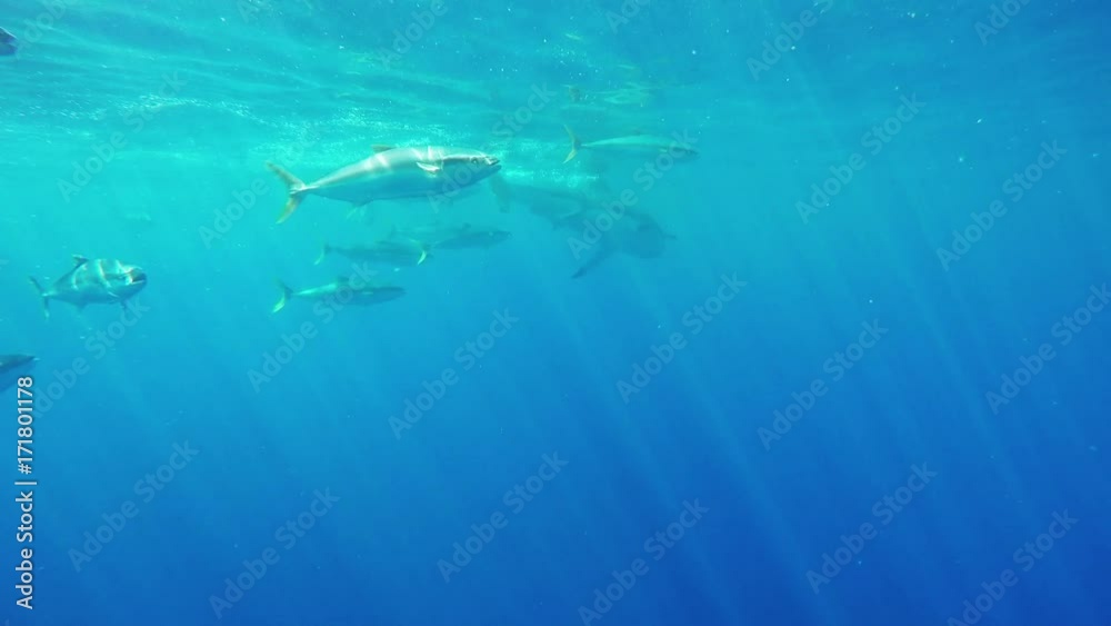 Great white shark swims alone in tropical ocean Great white shark swims alone in tropical ocean