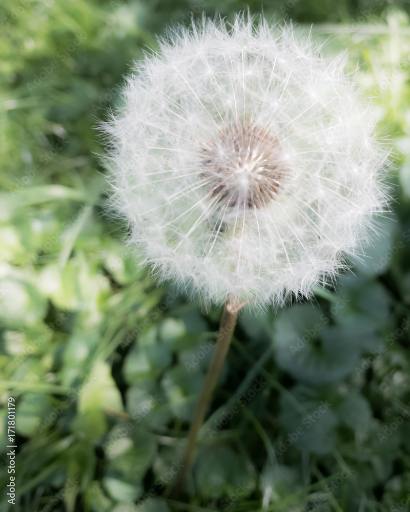 Fototapeta premium dandelion