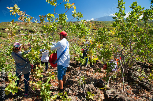 Pistachio picker at work with his red pail during harvest season in Bronte  Sicily  and Mount Etna in the distance