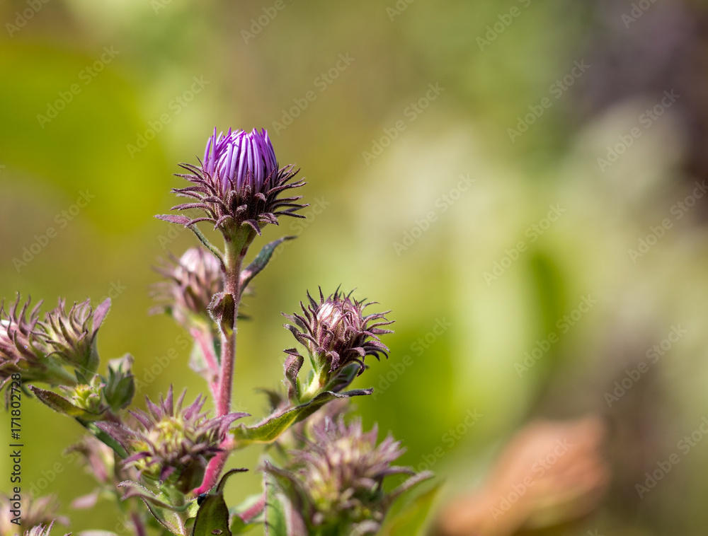 New England aster New England aster