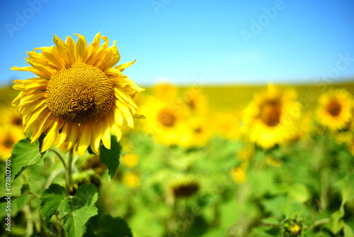 Sunflower with Defocused Field Behind