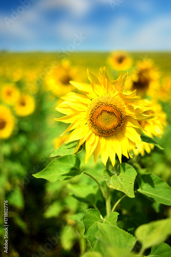 Field of Yellow Ripe Sunflowers in Nature