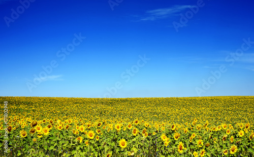 Sunflowers in a field with blue sky © johndwilliams