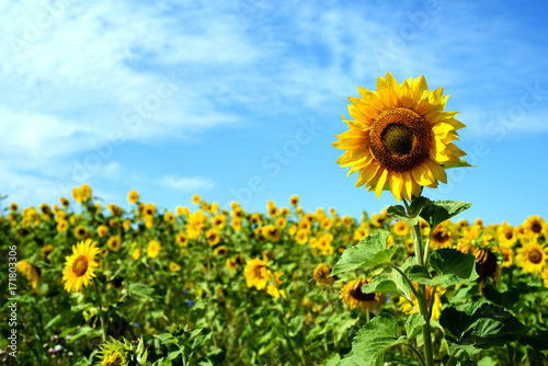 Sunflower in a field of Sunflowers