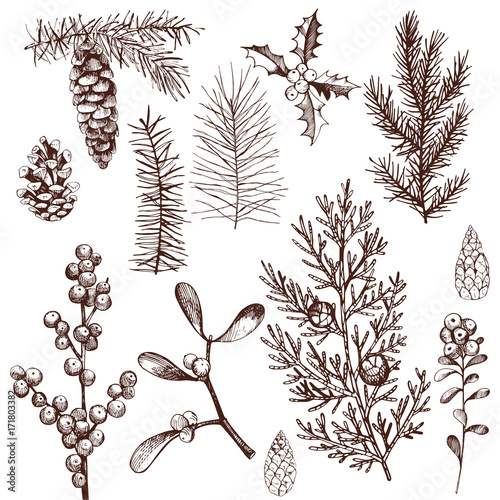 Christmas plants set. Vector hand-drawn illustration.