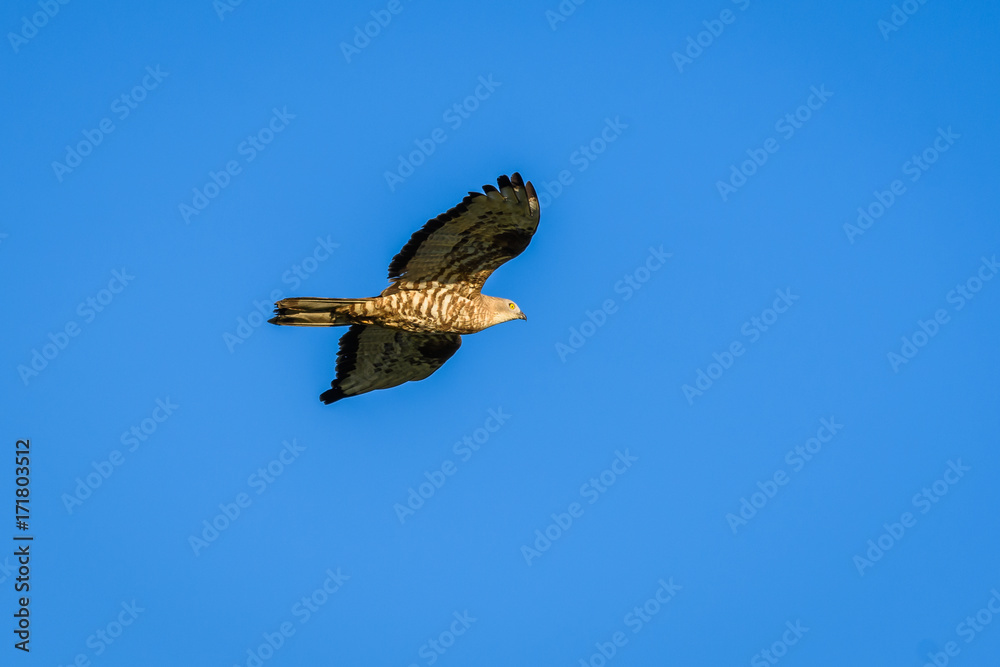 Fototapeta premium Bird of prey in flight