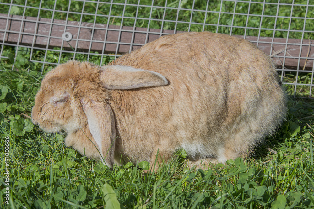 Fototapeta premium ill rabbit with myxomatosis - veterinary problem