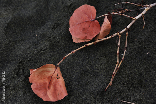 Rote Blätter auf dem schwarzen Lavasand am Strand von Saint-Paul auf Réunion photo