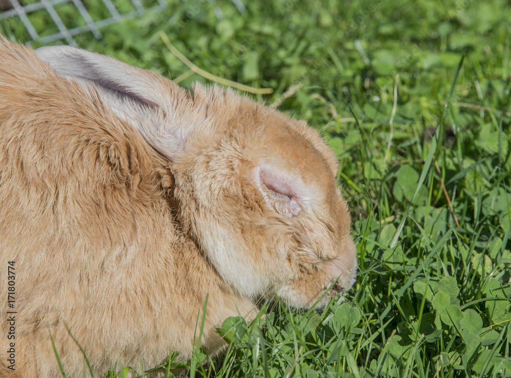 Fototapeta premium ill rabbit with myxomatosis - veterinary problem