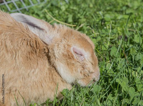 ill rabbit with myxomatosis - veterinary problem photo