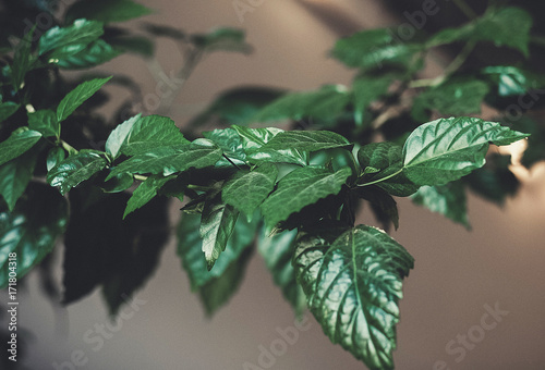 flower leaves close-up in the interior