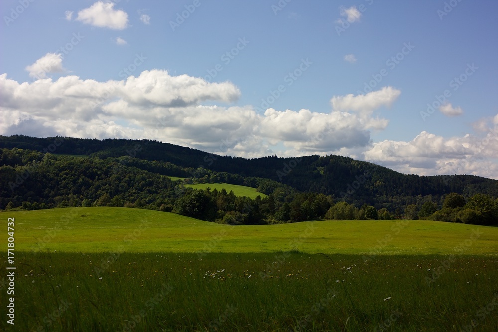 Summer meadow.