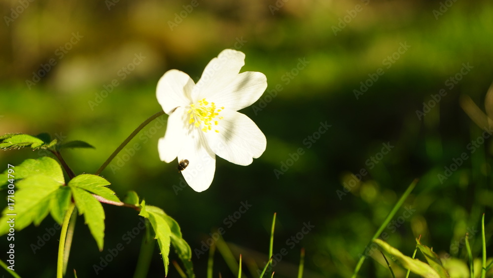 White flower adonis. Spring forest. White flower adonis. Spring forest.