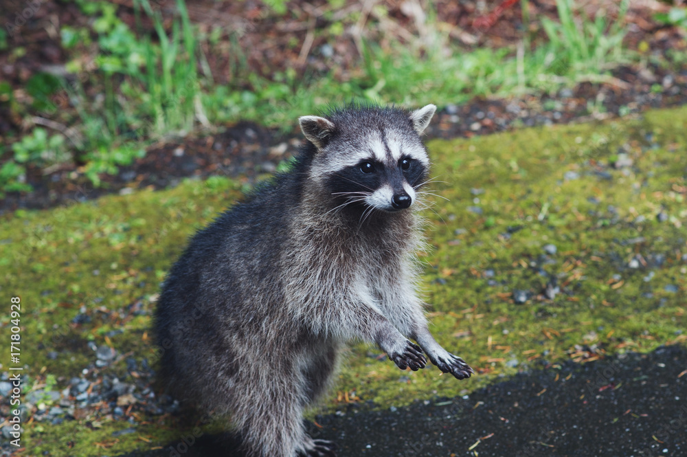 Fototapeta premium Cute Raccoon Standing on Hind Legs