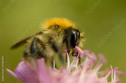 Bumble bee on autumn flower.