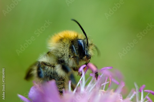 Bumble bee on autumn flower. © venars.original