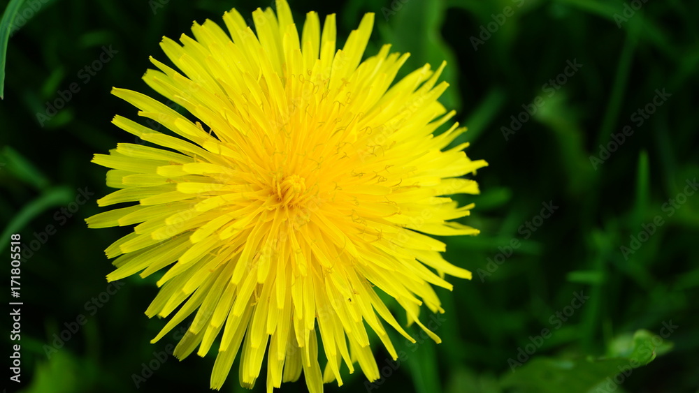 Blooming yellow dandelion flowers on field. Blooming yellow dandelion flowers on field.