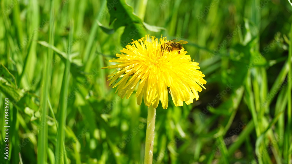 Blooming yellow dandelion flowers on field. Blooming yellow dandelion flowers on field.