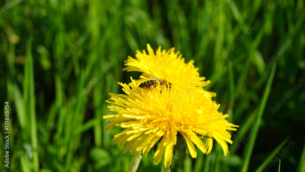 Blooming yellow dandelion flowers on field. Blooming yellow dandelion flowers on field.