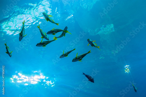 fishes on water surface from under