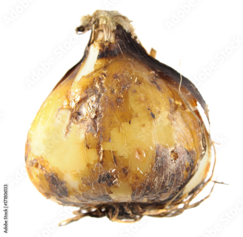 Bulb of camas or Indian hyacinth (Camassia) isolated on white background photo