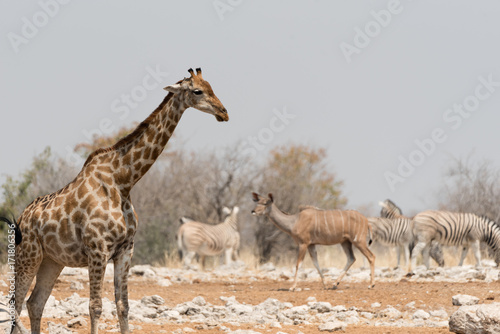 Animals of Etosha © WJRVisuals