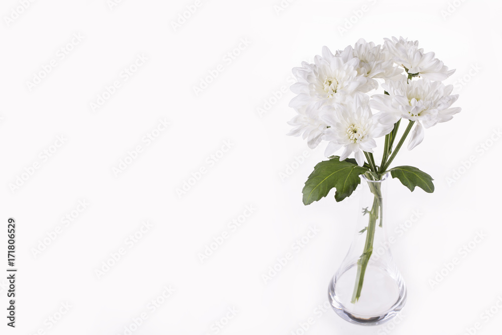 White chrysanthemum in a transparent vase on a white background White chrysanthemum in a transparent vase on a white background