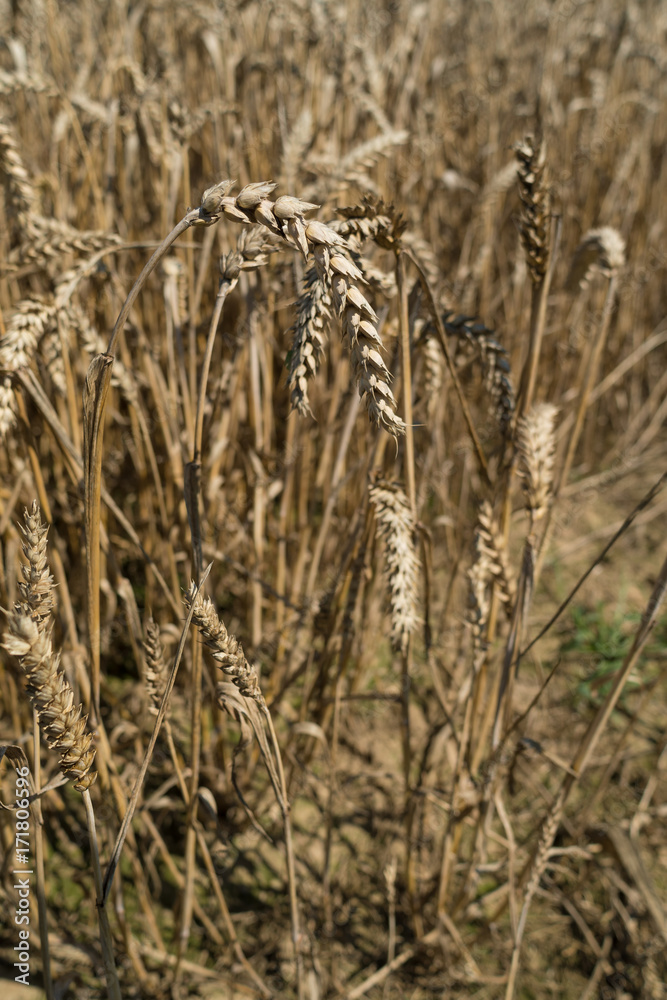 Fototapeta premium Field of corn, Triticum