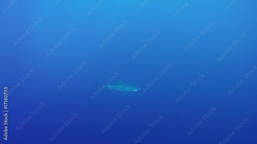 Great white shark swims in depths of ocean Great white shark swims in depths of ocean
