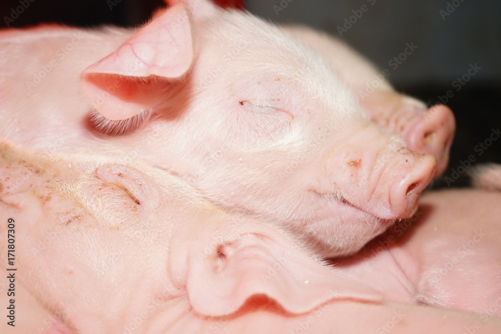 small piglets sleeping. small piglets sleeping.