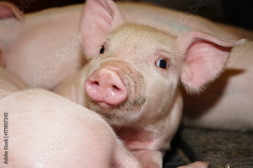 small piglets sleeping.