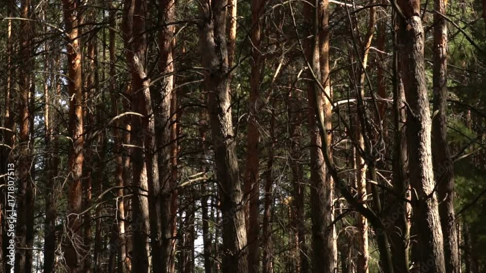 movement of the camera in a pine forest. Slow motion movement of the camera in a pine forest. Slow motion