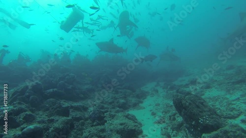 Wallpaper Mural Sharks circle around garbage bin in shallow water, POV Torontodigital.ca