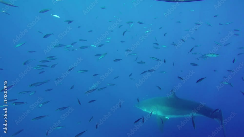 Great white shark swims in school of fish in wild, Fiji Great white shark swims in school of fish in wild, Fiji