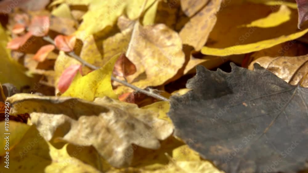 Fall leaves and acorns. Autumn forest background. Fall leaves and acorns. Autumn forest background.