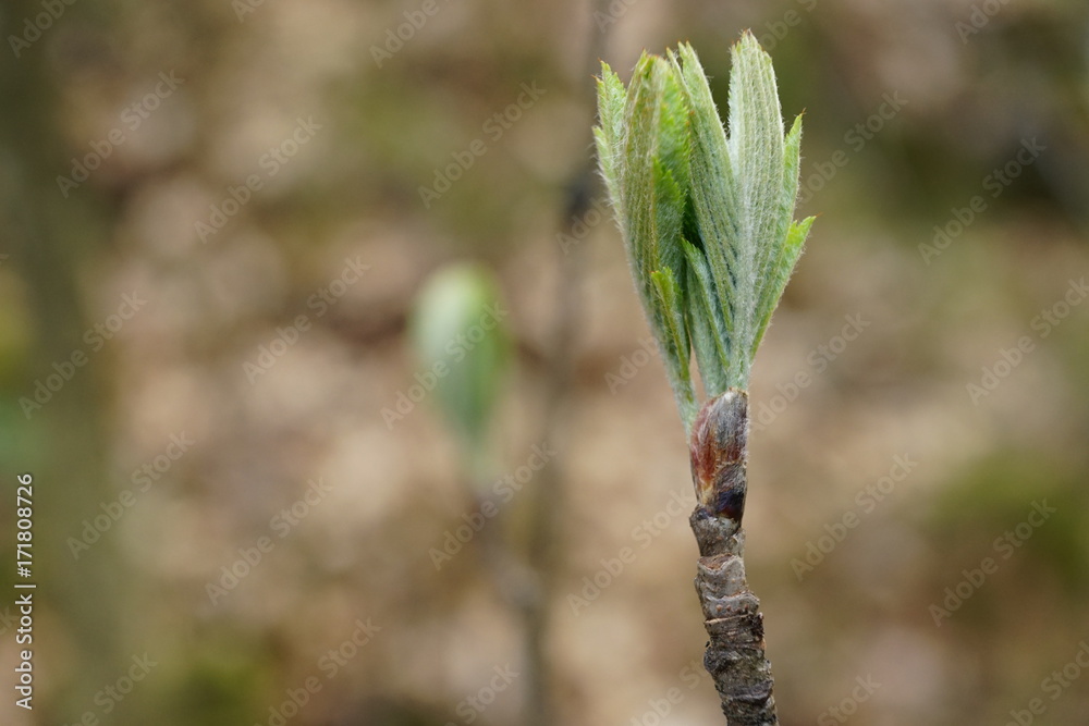 close up bud and leaves at early spring, macro close up bud and leaves at early spring, macro