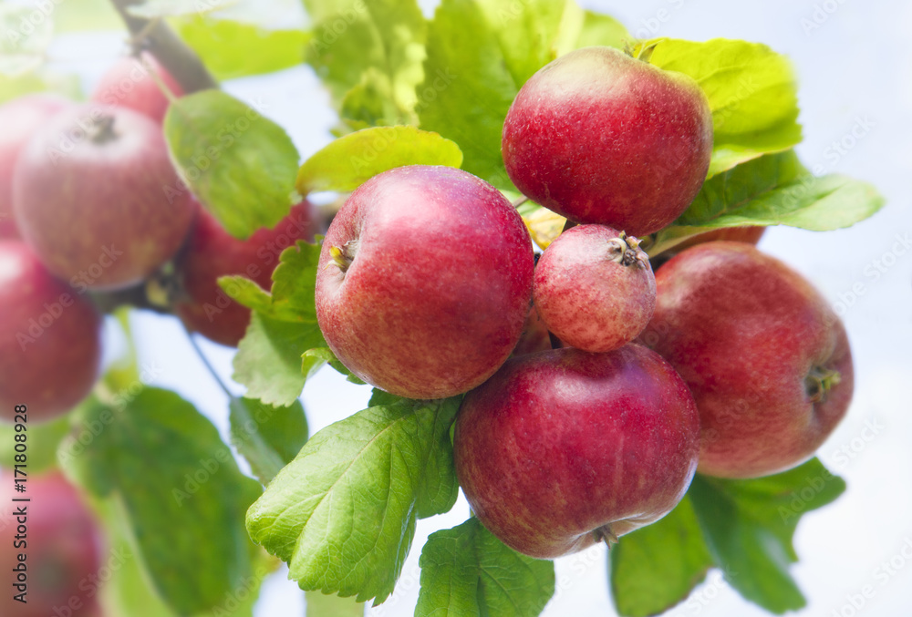 Apfelbaum Apfelbaum
