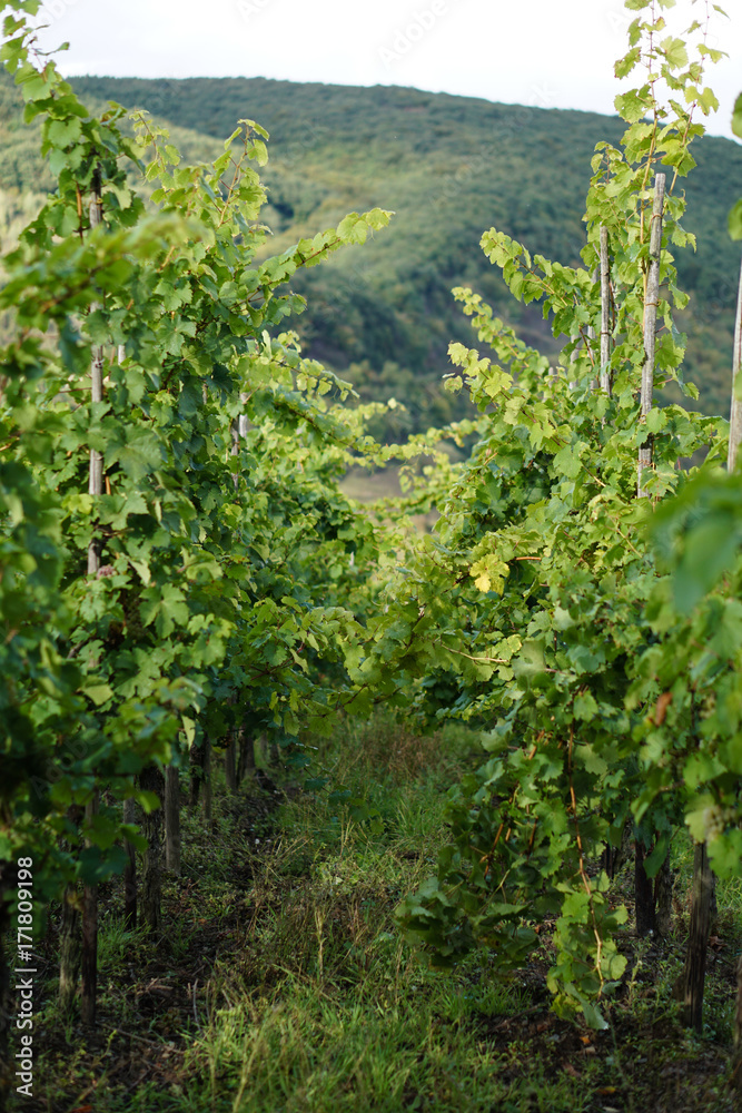 Weinrebe Weinrebe