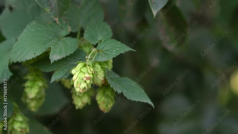 cones of hops are swinging in the wind. cones of hops are swinging in the wind.