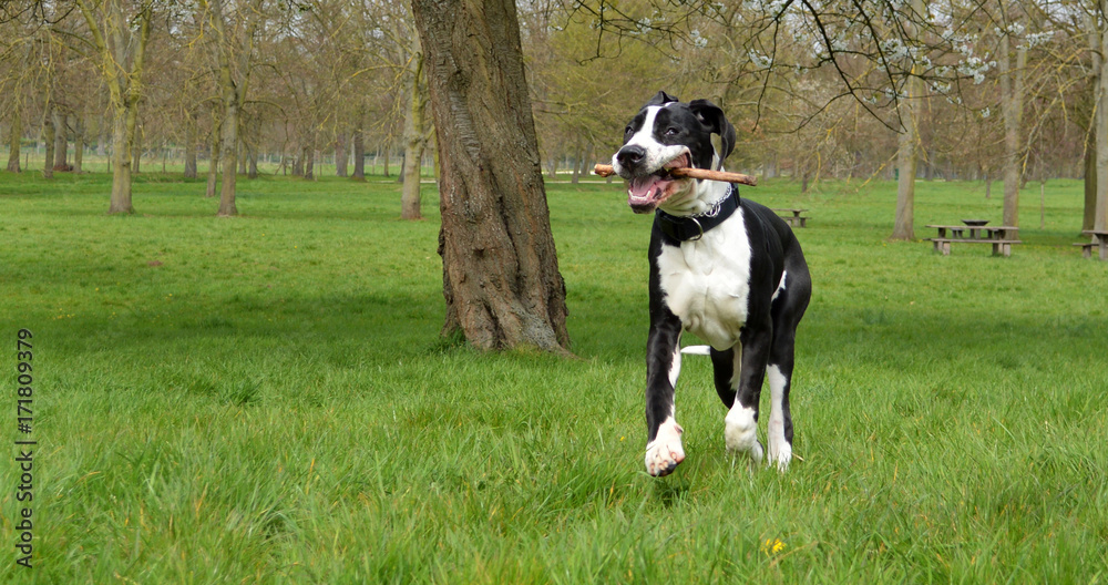 Black and white young great dane dog in the park.